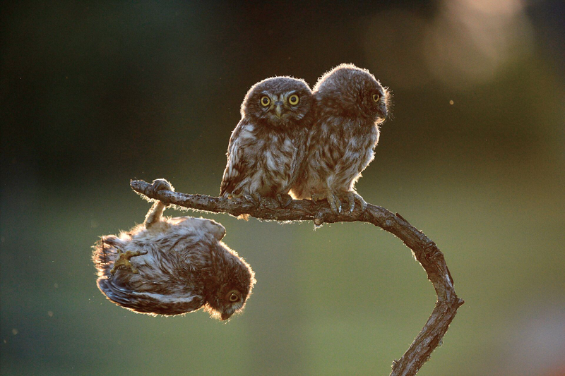 Image: Tibor Kércz/Comedy Wildlife Photo Awards